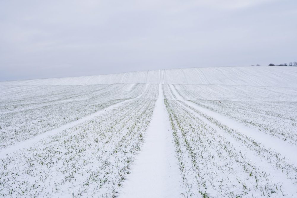 USDA offers clues for US wheat markets