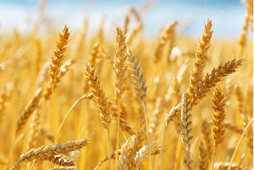 Grain market review: Wheat