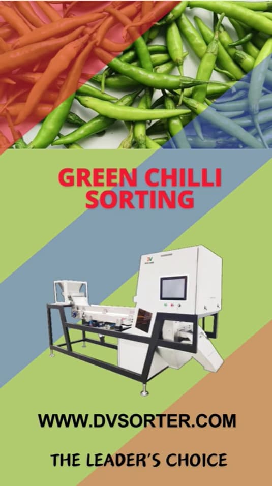 Green Chilli Sorting on Dream Vision Sorter