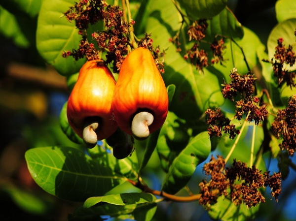 Cashew nut